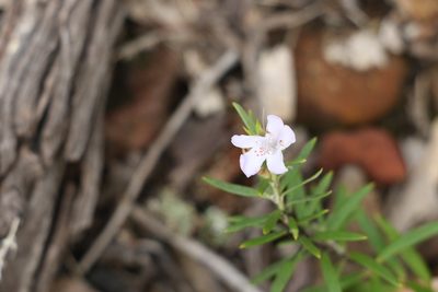 Westringia sericea, photographed by Greg Tasney