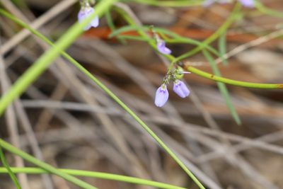 Pigea monopetala, photographed by Greg Tasney