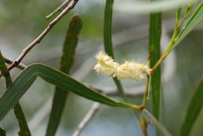 Acacia obtusifolia