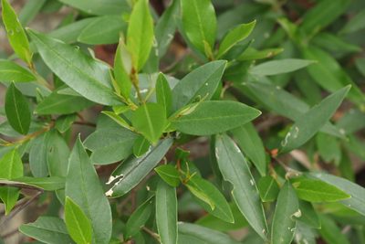 Pomaderris argyrophylla, photographed by Greg Tasney