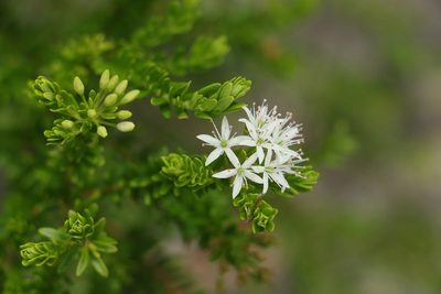 Leionema gracile, photographed by Greg Tasney