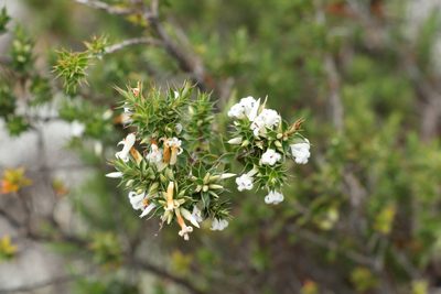 Woollsia pungens, photographed by Greg Tasney