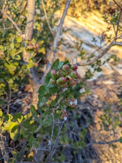 Arctostaphylos pechoensis, photographed by Nora Bales