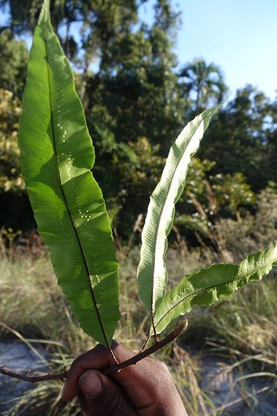 Oleandra distenta, photographed by Romer N. Rabarijaona