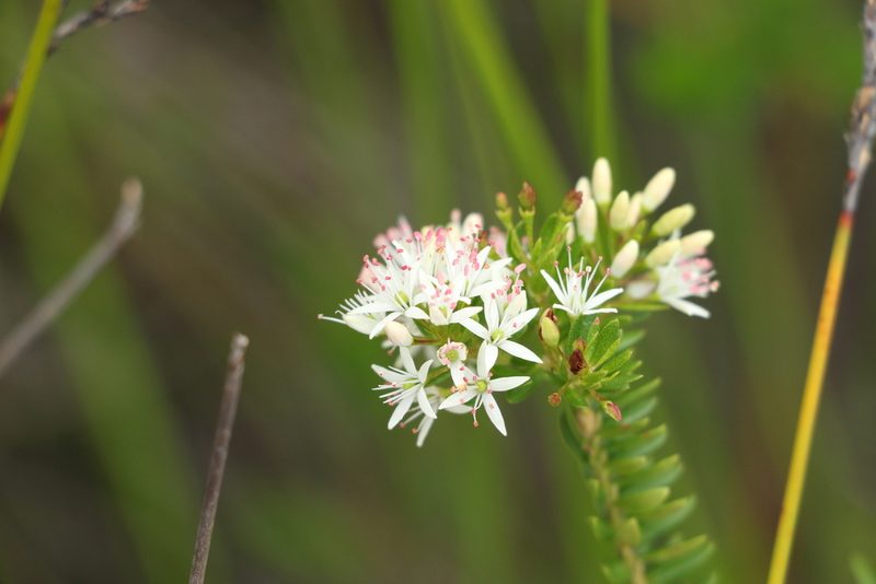 Leionema gracile, photographed by Greg Tasney