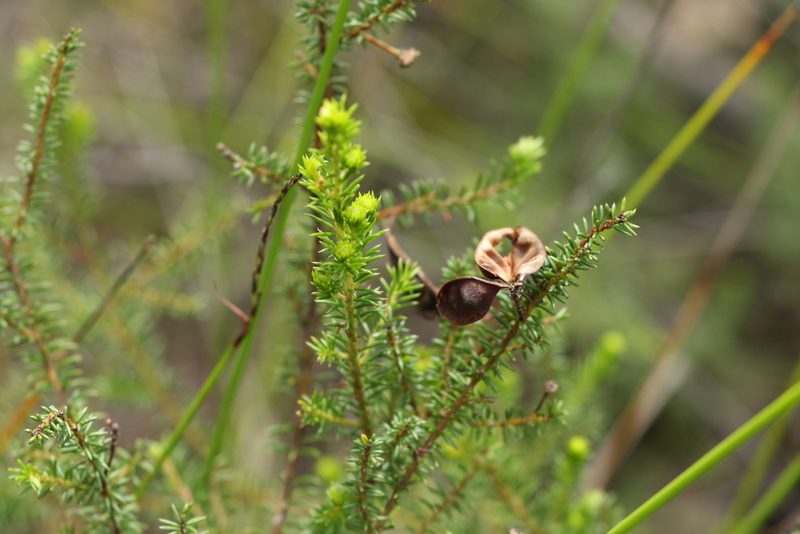 Acacia brunioides, photographed by Greg Tasney