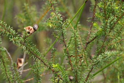 Acacia brunioides, photographed by Greg Tasney