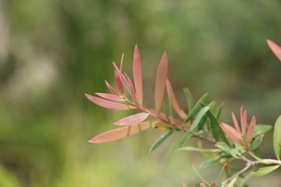 Melaleuca groveana, photographed by Greg Tasney
