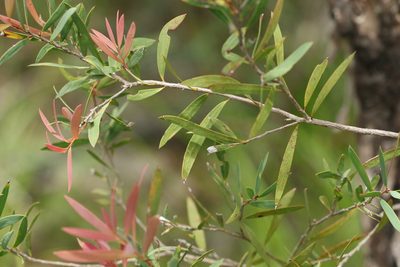 Melaleuca groveana, photographed by Greg Tasney
