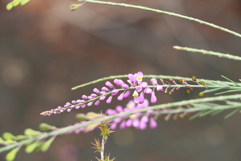 Comesperma breviflorum, photographed by Greg Tasney