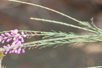 Comesperma breviflorum, photographed by Greg Tasney