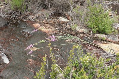 Comesperma breviflorum, photographed by Greg Tasney