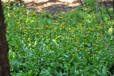 Rudbeckia californica, photographed by Tom Kennedy
