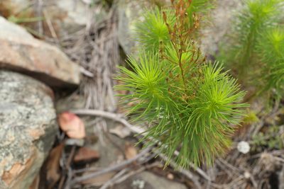 Stylidium laricifolium, photographed by Greg Tasney