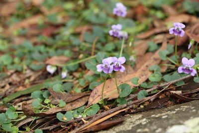 Viola perreniformis, photographed by Greg Tasney