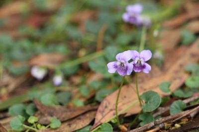 Viola perreniformis, photographed by Greg Tasney