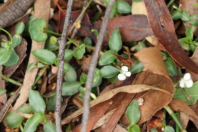 Aneilema biflorum, photographed by Greg Tasney