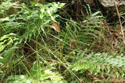 Cyperus laevis, photographed by Greg Tasney