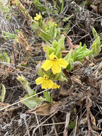 Goodenia amplexans, photographed by Oliver S.