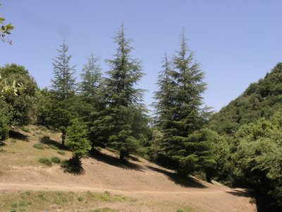 Cedrus atlantica, photographed by Oleg Kosterin