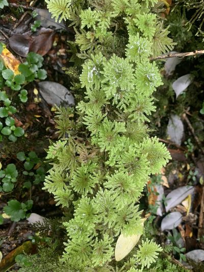 Arbusculohypopterygium arbuscula, photographed by John G. Phillips