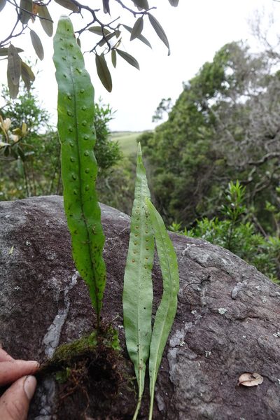 Lepisorus excavatus, photographed by Romer N. Rabarijaona