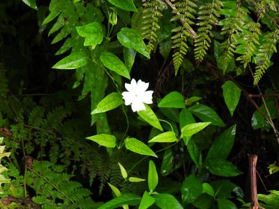 Thunbergia fragrans, photographed by novvictan