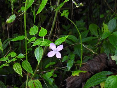 Arthrostemma ciliatum, photographed by novvictan