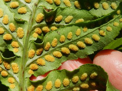 Polypodium calirhiza, photographed by Ed Alverson