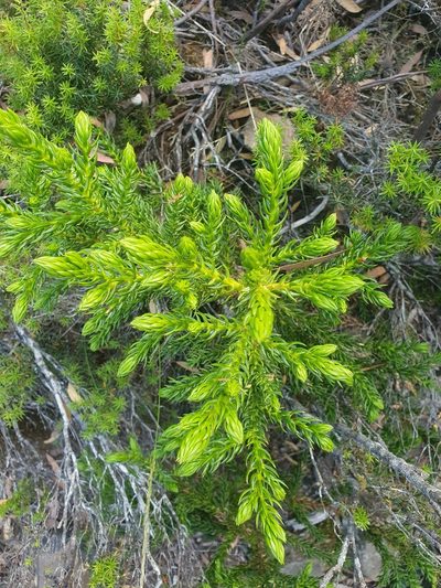 Athrotaxis selaginoides, photographed by Yoav Daniel Bar-Ness
