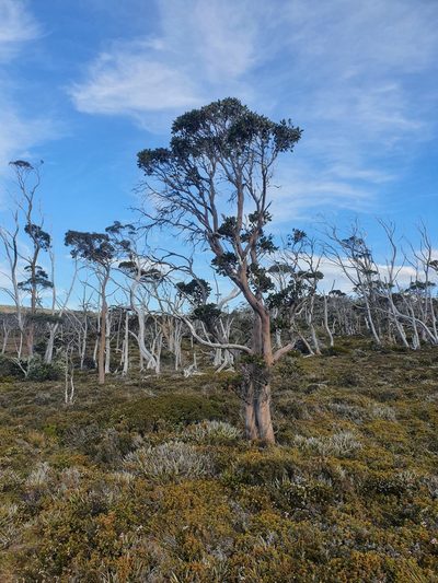 Eucalyptus subcrenulata, photographed by Yoav Daniel Bar-Ness