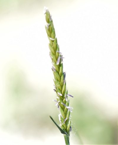 Psathyrostachys juncea, photographed by Eric Lamb