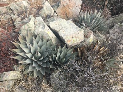 Agave parryi, photographed by Vincent Weber