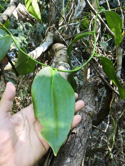 Vanilla inodora, photographed by Ana Nuño