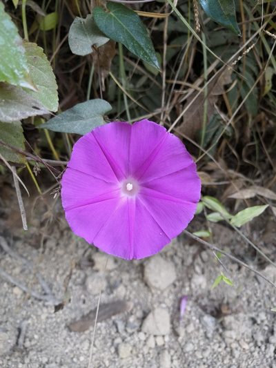 Ipomoea seducta, photographed by Ana Nuño
