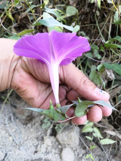 Ipomoea seducta, photographed by Ana Nuño