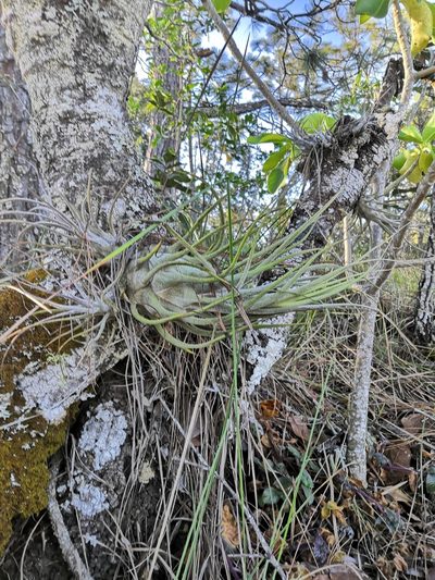 Tillandsia seleriana, photographed by Ana Nuño