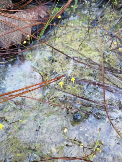Utricularia pusilla, photographed by Ana Nuño