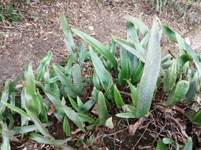 Pyrrosia lingua, photographed by 五色鳥