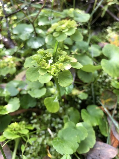 Chrysosplenium serreanum, photographed by Valerii Glazunov