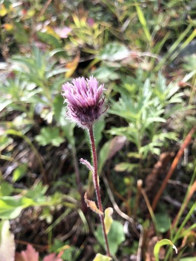 Erigeron eriocephalus, photographed by Valerii Glazunov