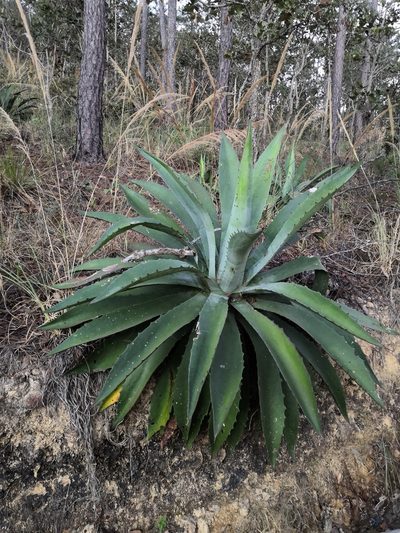 Agave maximiliana, photographed by Ana Nuño