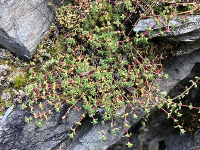 Saxifraga oppositifolia, photographed by Valerii Glazunov