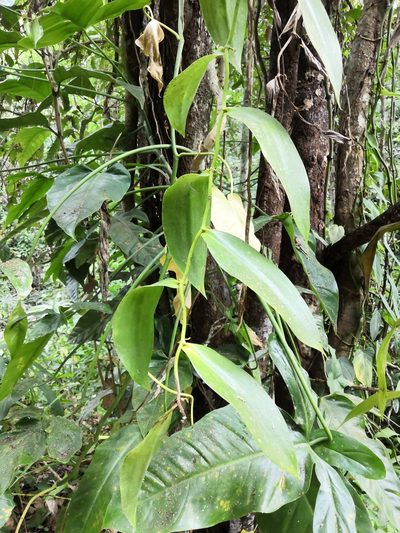Vanilla inodora, photographed by Ana Nuño