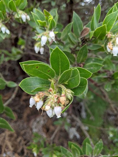 Arctostaphylos virgata, photographed by Kayla Sweeten