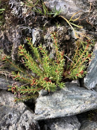 Rhodiola quadrifida, photographed by Valerii Glazunov