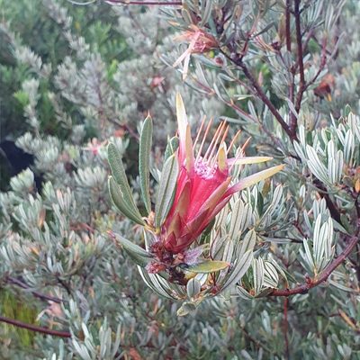 Lambertia formosa, photographed by ronavery