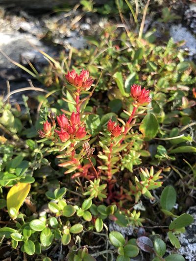 Rhodiola quadrifida, photographed by Valerii Glazunov