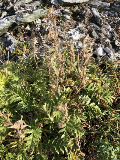 Geum glaciale, photographed by Valerii Glazunov