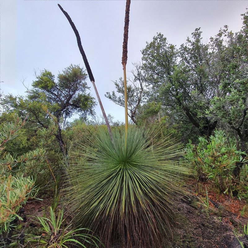 Xanthorrhoea resinosa, photographed by ronavery